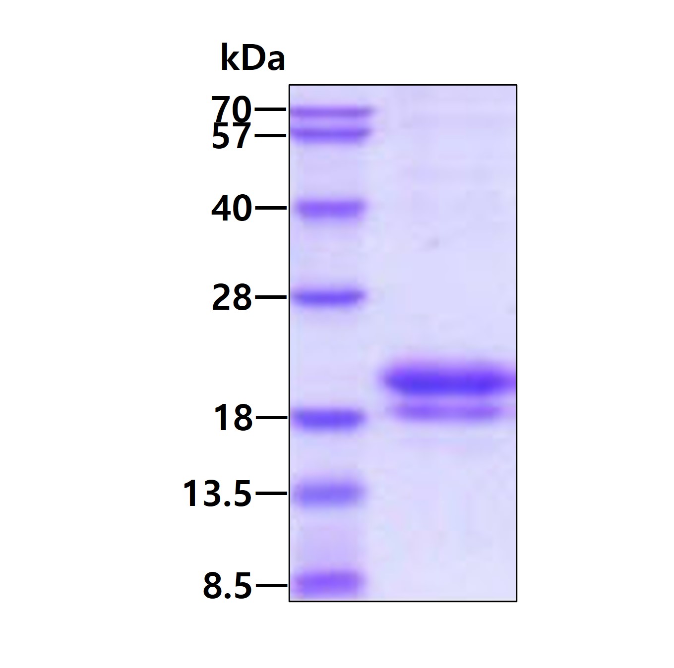 3ug by SDS-PAGE under reducing condition and visualized by coomassie blue stain.